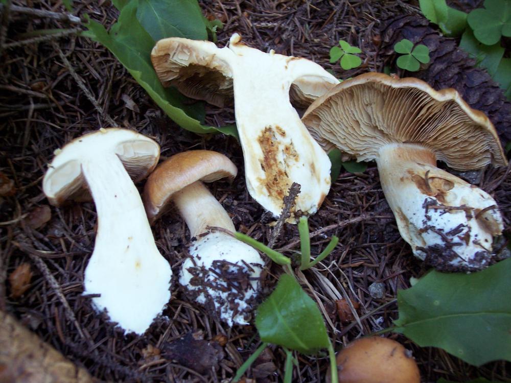 Finalmente funghi in valle (aosta)